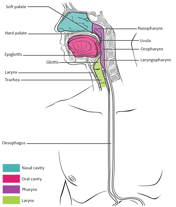 Diagram of Pharynx.