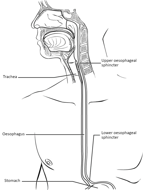 Diagram of Oesophagus.
