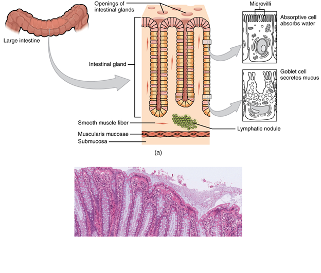 Histology of the large intestine. (a) The histologies of the large intestine and small intestine (not shown) are adapted for the digestive functions of each organ. (b) This micrograph shows the colon’s simple columnar epithelium and goblet cells