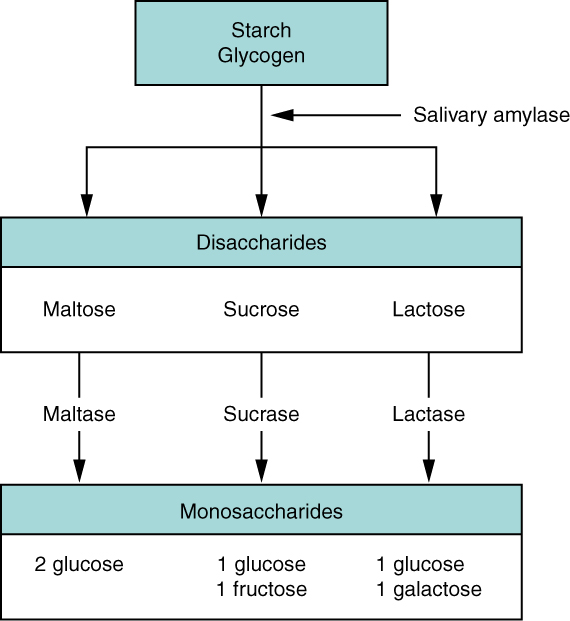 Carbohydrate digestion flow chart