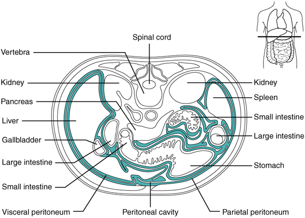 Diagram of The peritoneum