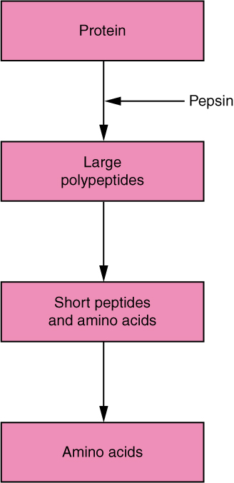 Digestion of protein flow chart