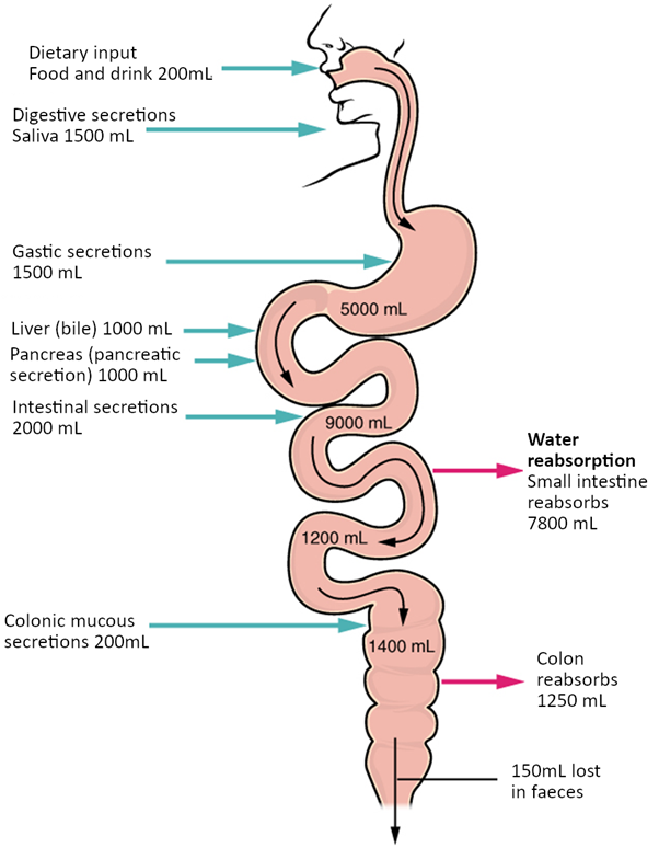 Diagram of Digestive secretions and absorption of water