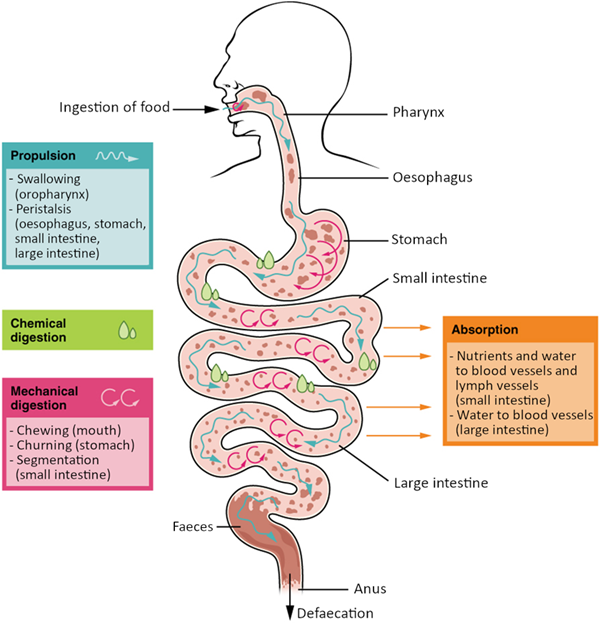 Diagram of Digestive processes. The digestive processes are ingestion, propulsion, mechanical digestion, chemical digestion, absorption and defaecation.