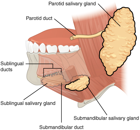 Diagram of Salivary glands.