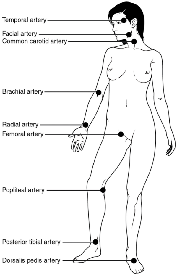 Pulse sites on the body