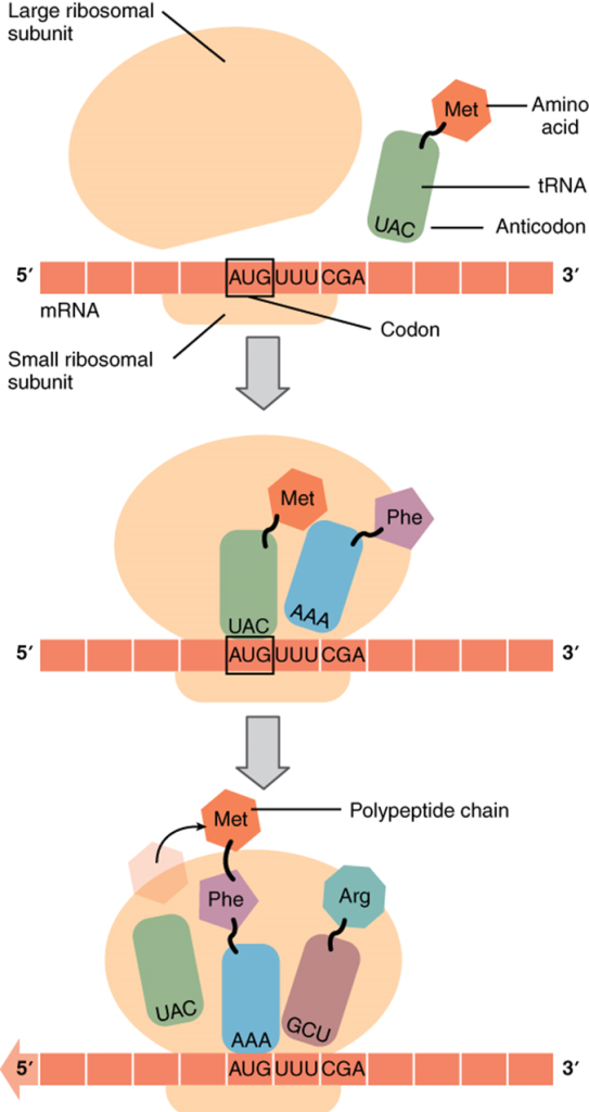 Diagram of Translation from RNA to protein