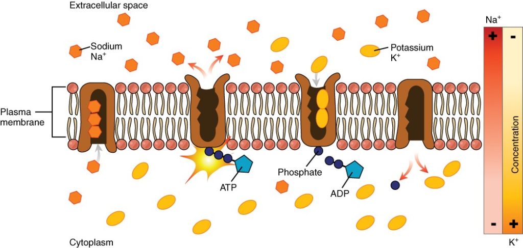 Sodium-potassium pump works by pumping sodium ions out of the cell against their concentration gradient while moving potassium into the cell, also against its concentration gradient. ATP is required.