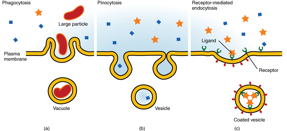 Daiagram of Three forms of endocytosis. Phagocytosis, pinocytosis, and receptor-mediated endocytosis