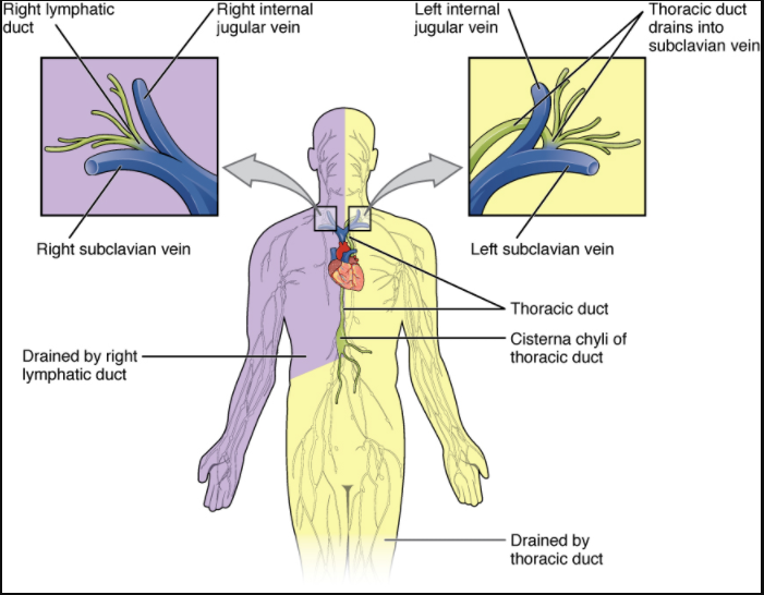 Major trunks and ducts of the lymphatic system.