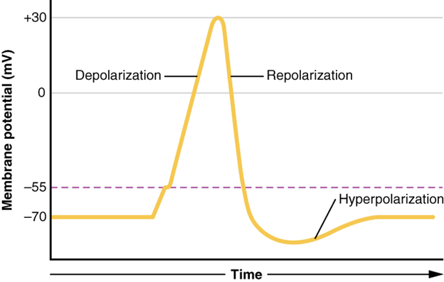 Graph of action potential
