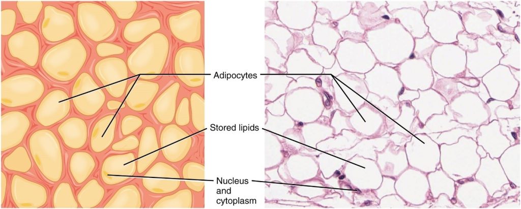 Diagram of adipose tissue