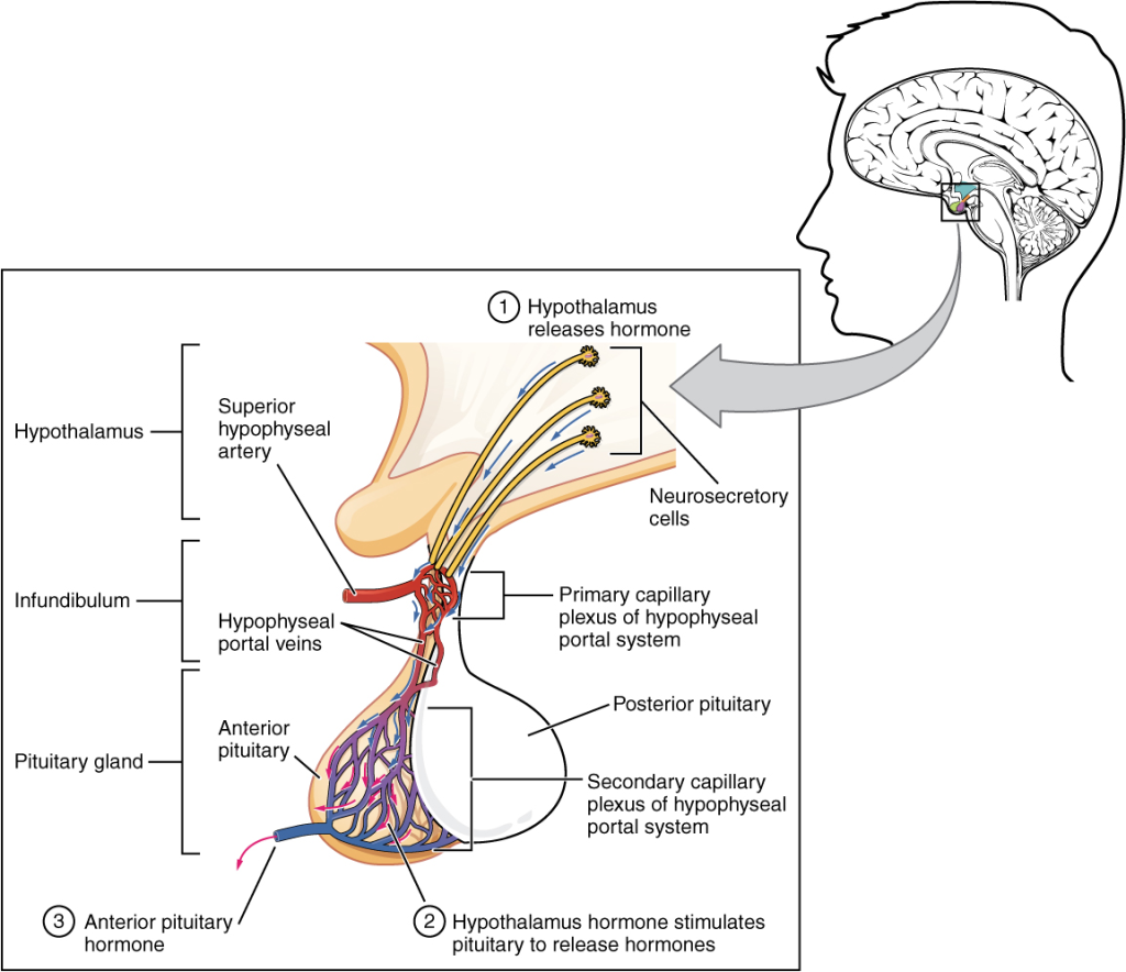 Anterior pituitary diagram