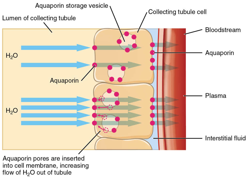 Diagram of Aquaporins