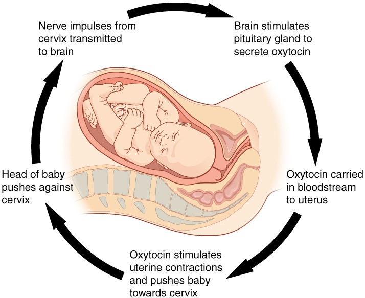 Positive feedback loop through labor: head of baby pushes against cervix, which transmits nerve impulses to the brain, which causes oxtocin secretion into the blood, which strengthens contractions and pushes the baby toward the cervix.