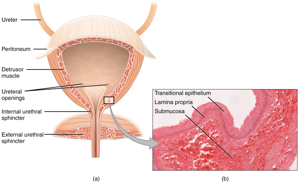 (a) Anterior cross section of the bladder. (b) The detrusor muscle of the bladder