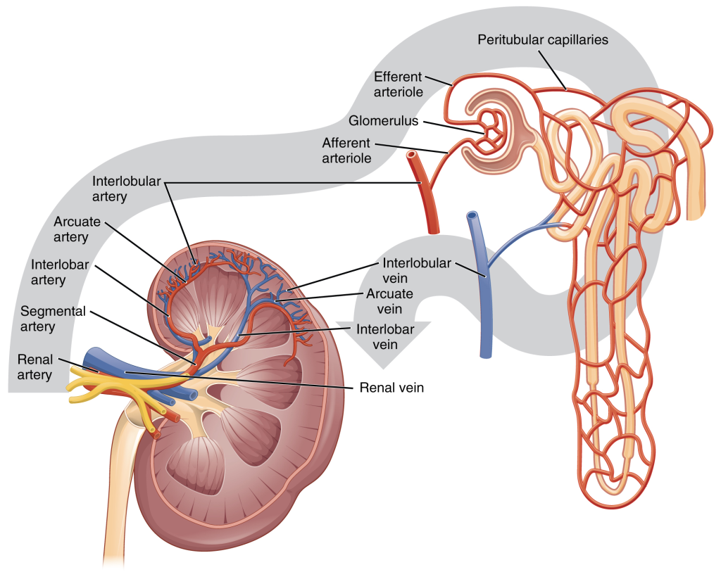 Figure 17.3.3. Blood Flow in the Kidney.