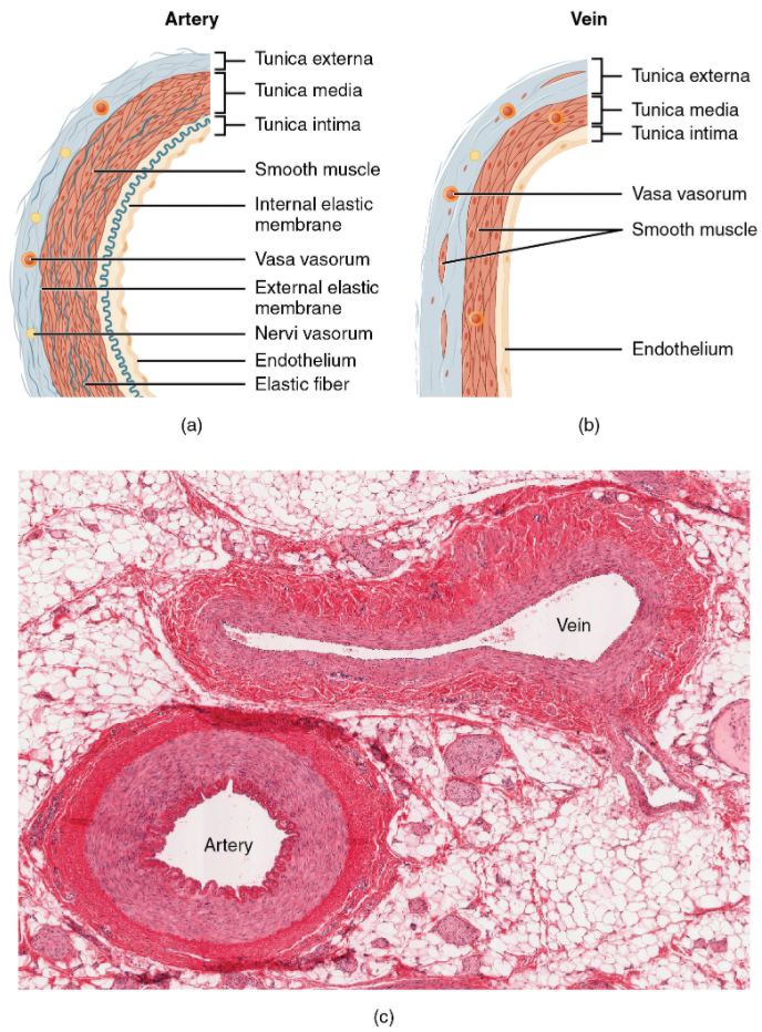 Structure of blood vessels. (a) Arteries and (b) veins share the same general features, but the walls of arteries are much thicker because of the higher pressure of the blood that flows through them. (c) A micrograph shows the relative differences in thickness.