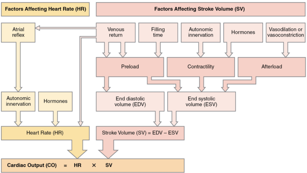 Flowchart that simarise major factors influencing cardiac output