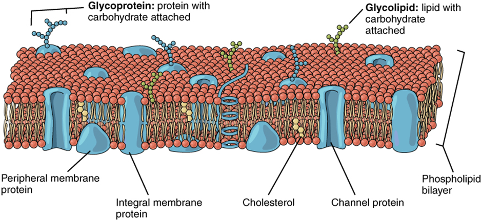 The cell membrane consists largely of the phospholipid bilayer, with interspersed proteins. Glycoproteins have a carbohydrate attached, glycolipids are lipids with a carbohydrate attached, peripheral membrane proteins face only one side of the membrane, integrale proteins span the width of the membrane, cholesterol extends slightly into the bilayer, channel proteins extend the width of the bilayer with a channel passing through