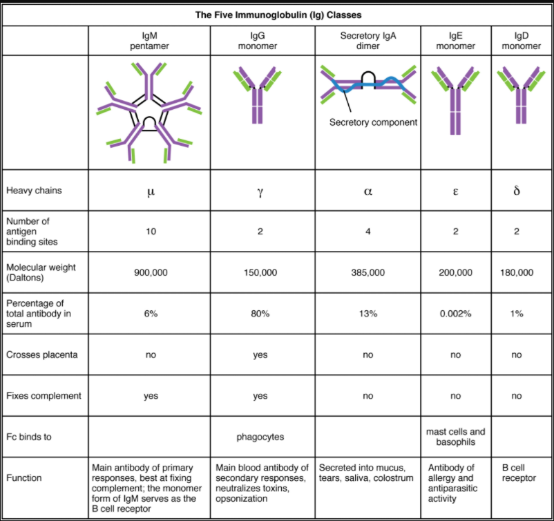 table on five classes of antibodies