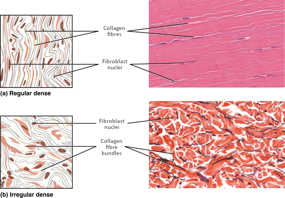 Images of dense connective tissue