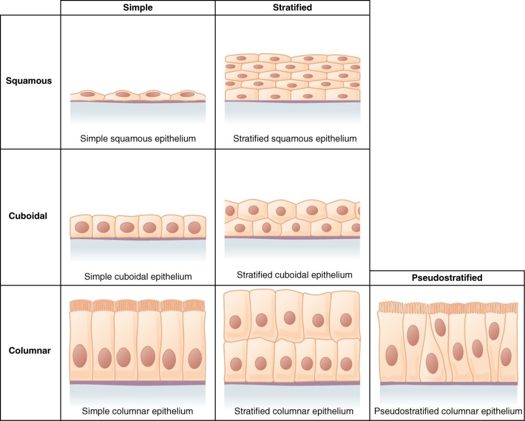 Diagram of cells of epithelial tissue including squamous, cudoidal and columnar, each of which can be simple (one layer) or stratified (multiple layers)
