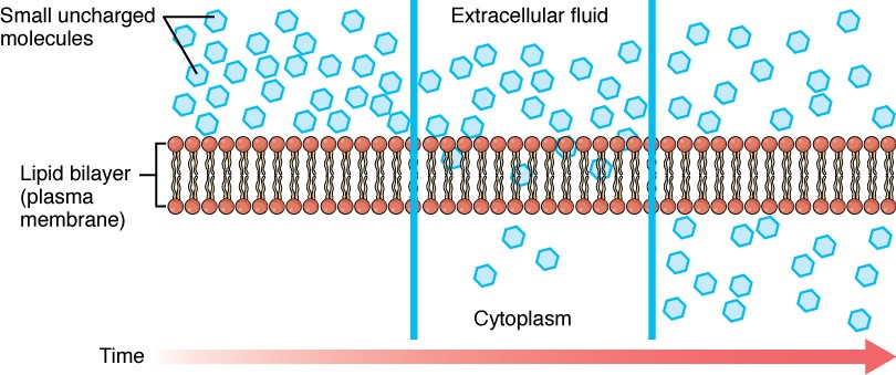 Simple diffusion across the cell (plasma) membrane, small uncharged moleculs move across the lipid bilayer down their concentration gradient over time.