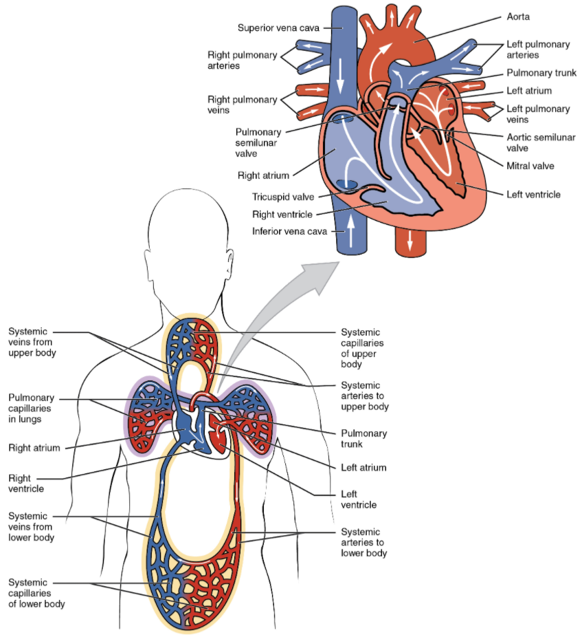 Dual system of the human blood circulation - diagram