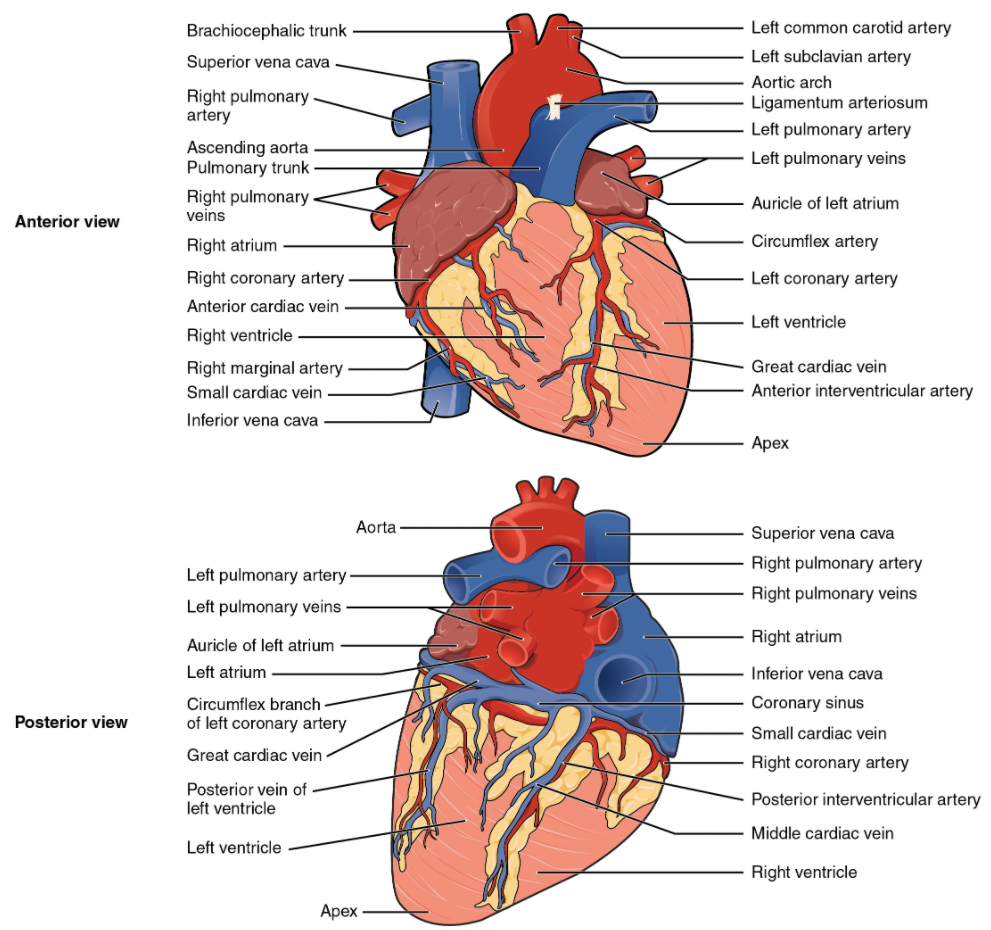 Diagram of external anatomy of heart