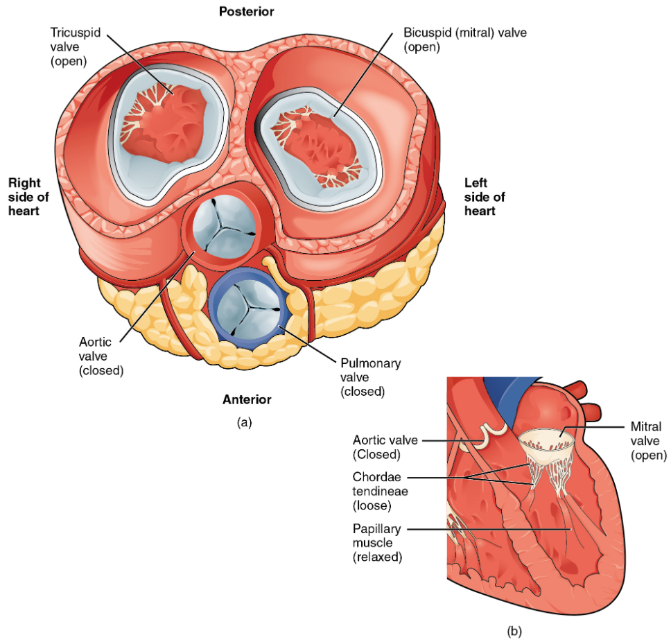 (a) A transverse section through the heart illustrates the four heart valves. The two atrioventricular valves are open; the two semilunar valves are closed. The atria and vessels have been removed. (b) A frontal section through the heart illustrates blood flow through the mitral valve. When the mitral valve is open, it allows blood to move from the left atrium to the left ventricle. The aortic semilunar valve is closed to prevent backflow of blood from the aorta to the left ventricle.