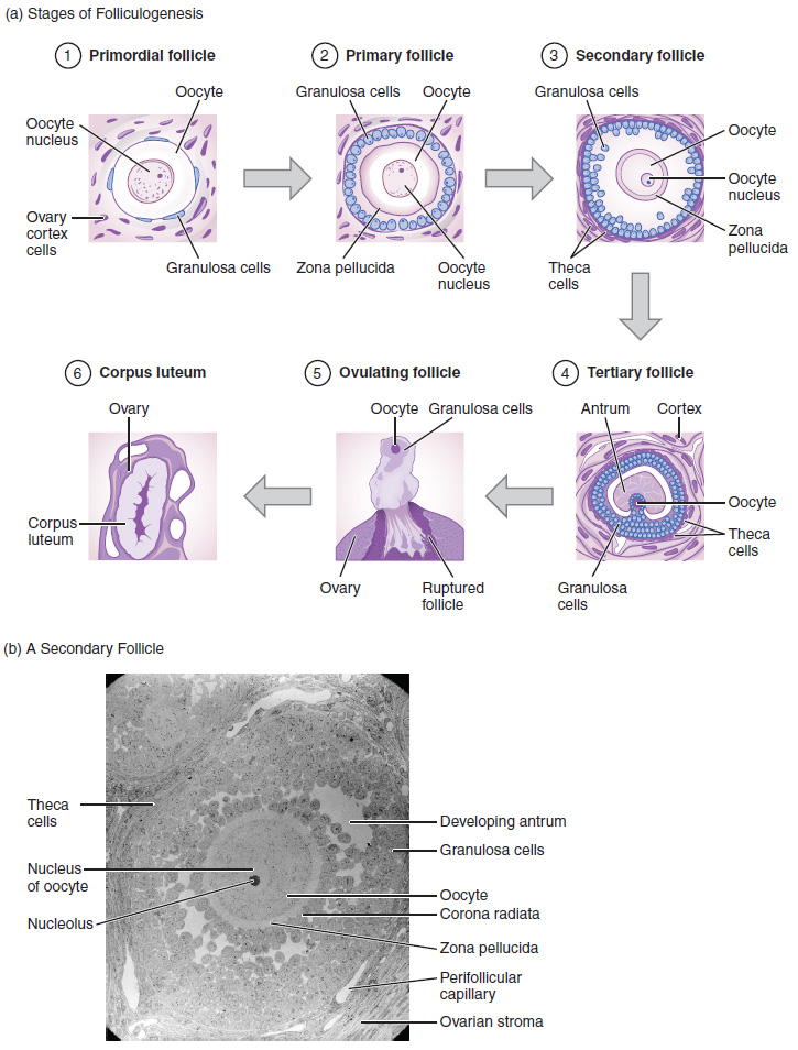 Folliculogenesis. (a) The maturation of a follicle is shown in a clockwise direction proceeding from the primordial follicles. FSH stimulates the growth of a tertiary follicle, and LH stimulates the production of oestrogen by granulosa and theca cells. Once the follicle is mature, it ruptures and releases the oocyte. Cells remaining in the follicle then develop into the corpus luteum. (b) In this electron micrograph of a secondary follicle, the oocyte, theca cells (thecae folliculi), and developing antrum are clearly visible.