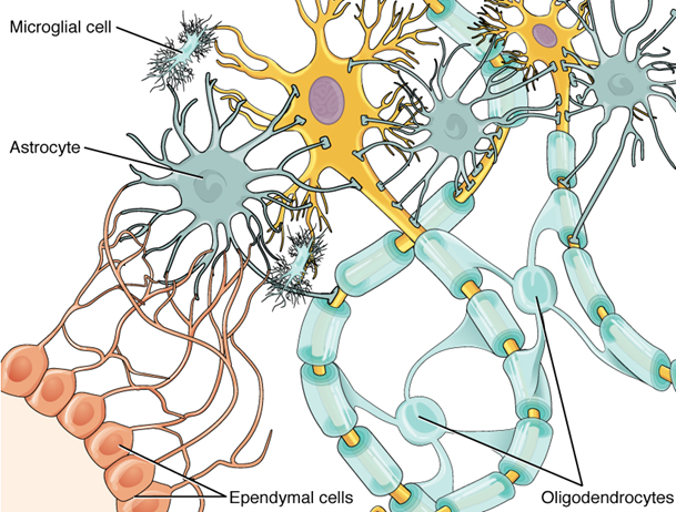 Glial cells of the CNS.