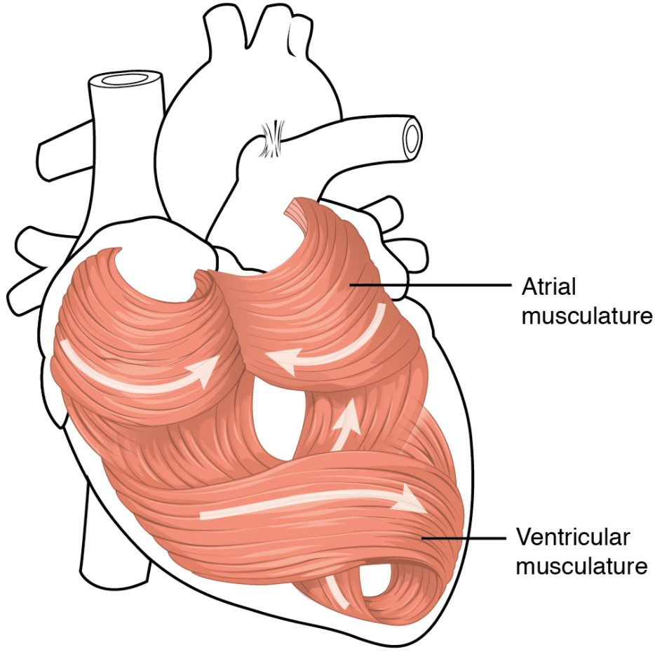 Heart musculature