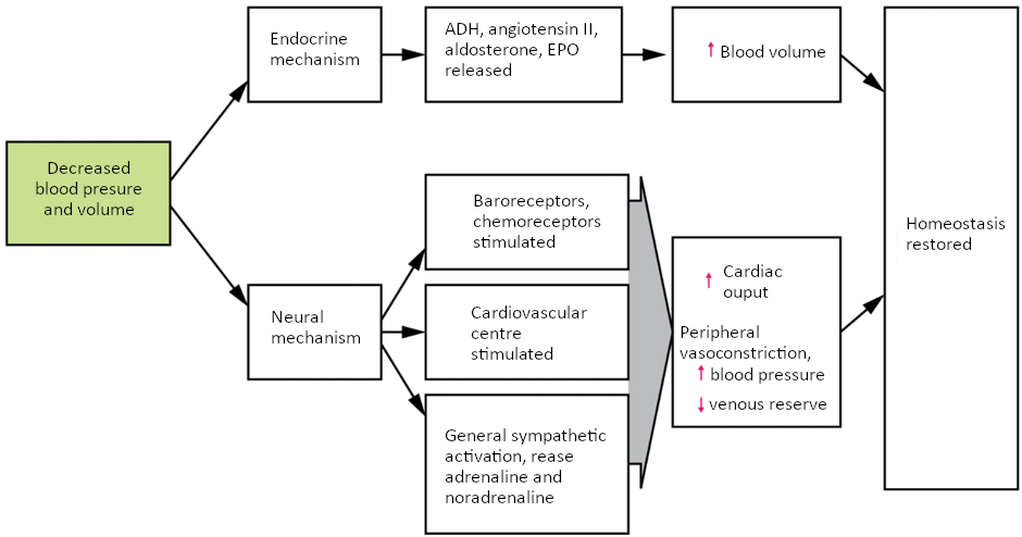 Flowchart of Homeostatic responses to loss of blood volume