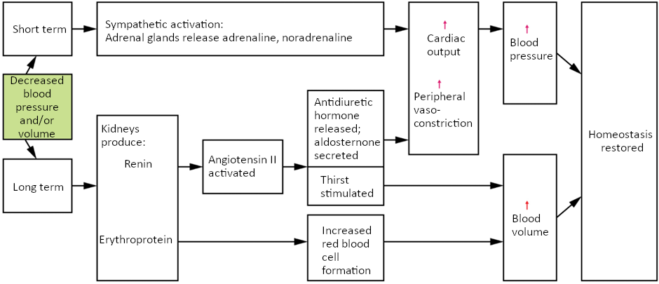 Hormones involved in renal control of blood pressure. In the renin-angiotensin-aldosterone mechanism, increasing angiotensin II will stimulate the production of antidiuretic hormone and aldosterone. In addition to renin, the kidneys produce erythropoietin, which stimulates the production of red blood cells, further increasing blood volume.
