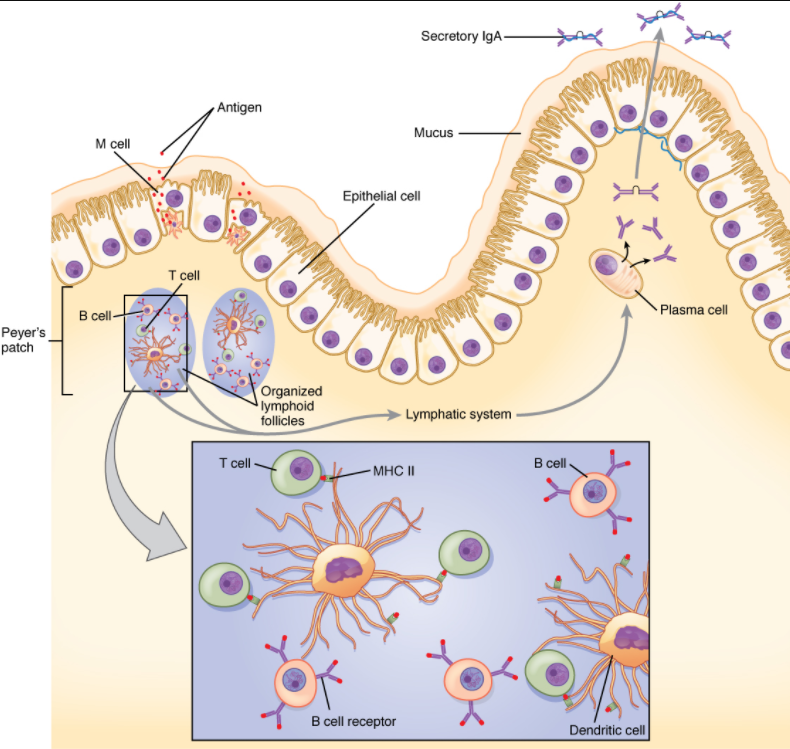 Figure 7.5.2. IgA immunity. The nasal-associated lymphoid tissue and Peyer’s patches of the small intestine generate IgA immunity. Both use M cells to transport antigen inside the body so that immune responses can be mounted.