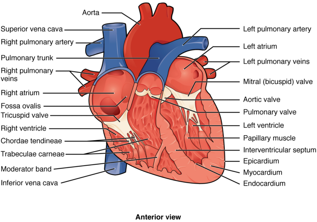 Internal structures of the heart.