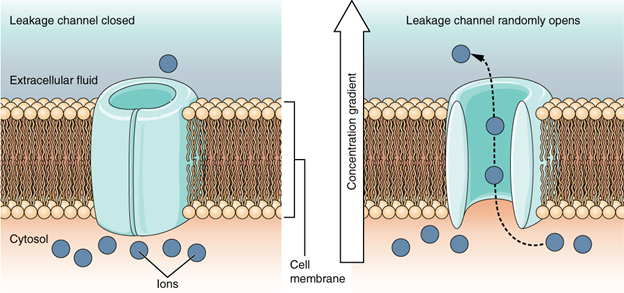 Leakage channels. In certain situations, ions need to move across the membrane randomly. The particular electrical properties of certain cells are modified by the presence of this type of channel.