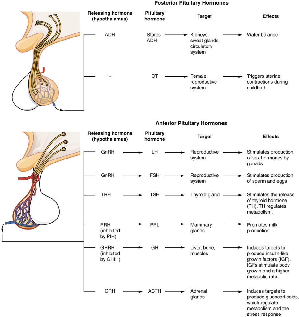 Major pituitary hormones and their target organs.