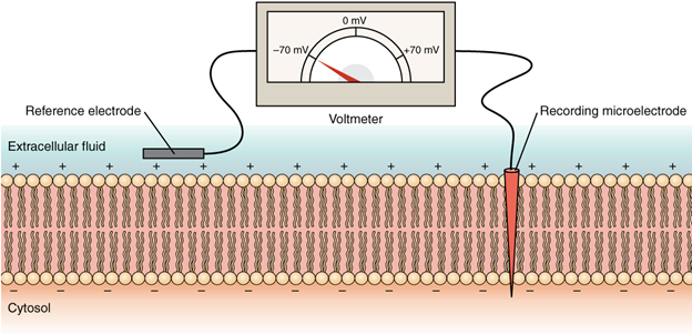 Diagram Measuring charge across a membrane with a voltmeter