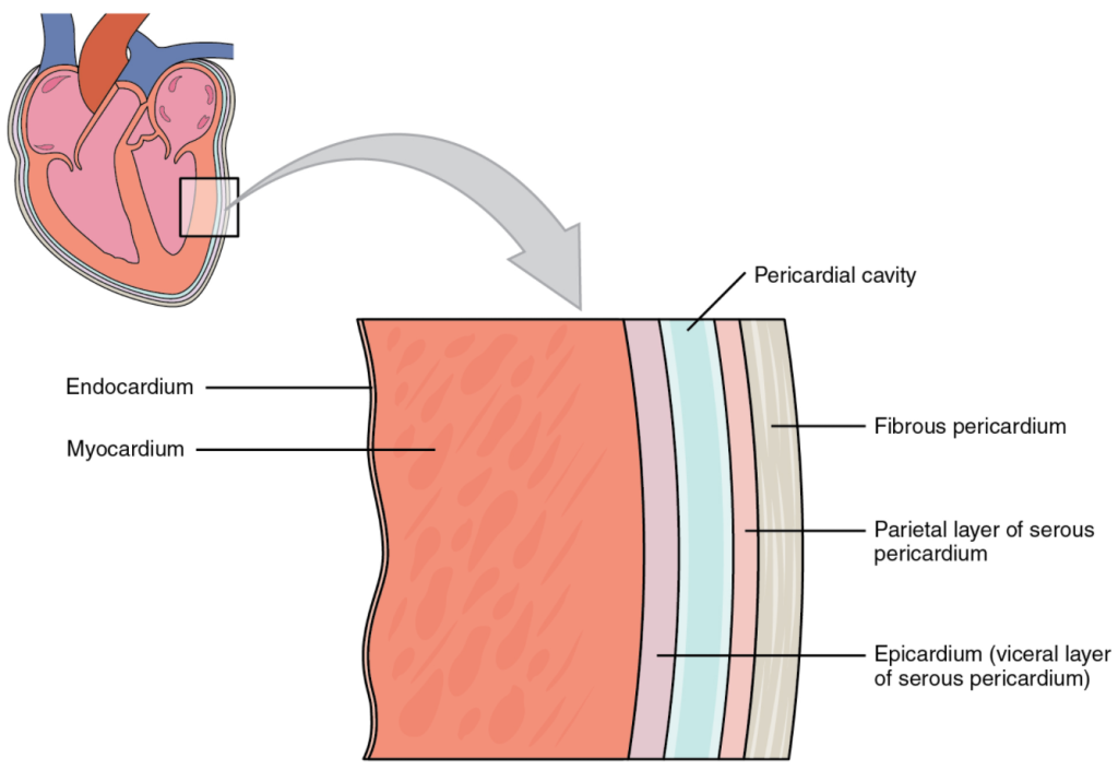 Pericardial membranes and layers of the heart wall