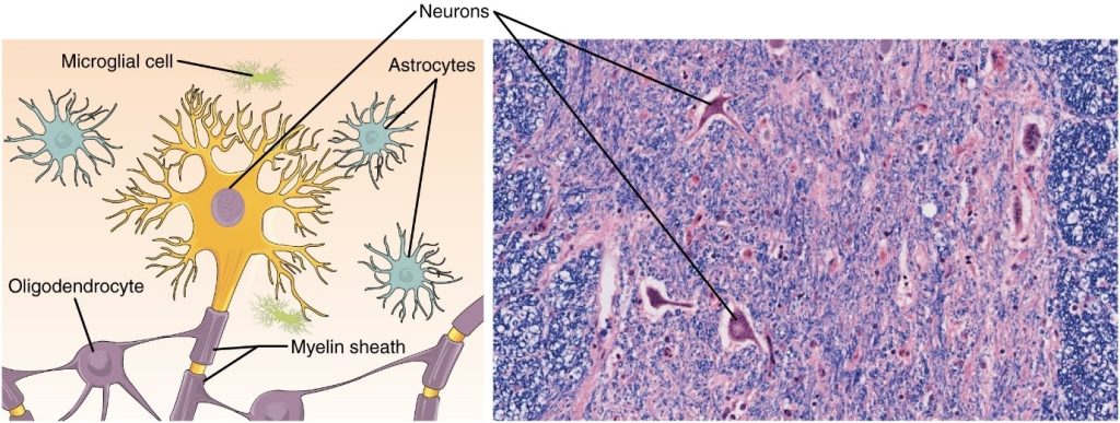 Diagram and phto of nervous tissue
