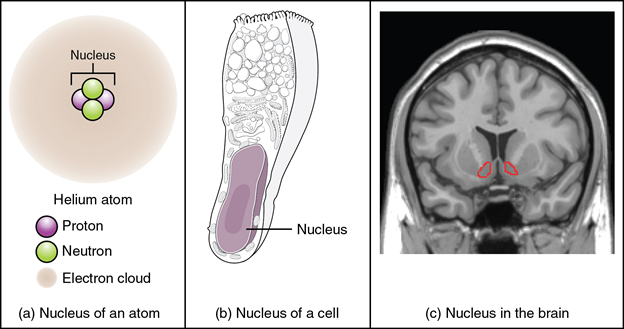 (a) The nucleus of an atom contains its protons and neutrons. (b) The nucleus of a cell is the organelle that contains DNA. (c) A nucleus in the CNS is a localised centre of function with the cell bodies of several neurons, shown here circled in red.