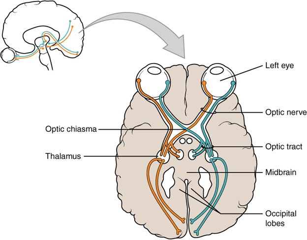 This drawing of the connections of the eye to the brain shows the optic nerve extending from the eye to the chiasm, where the structure continues as the optic tract.