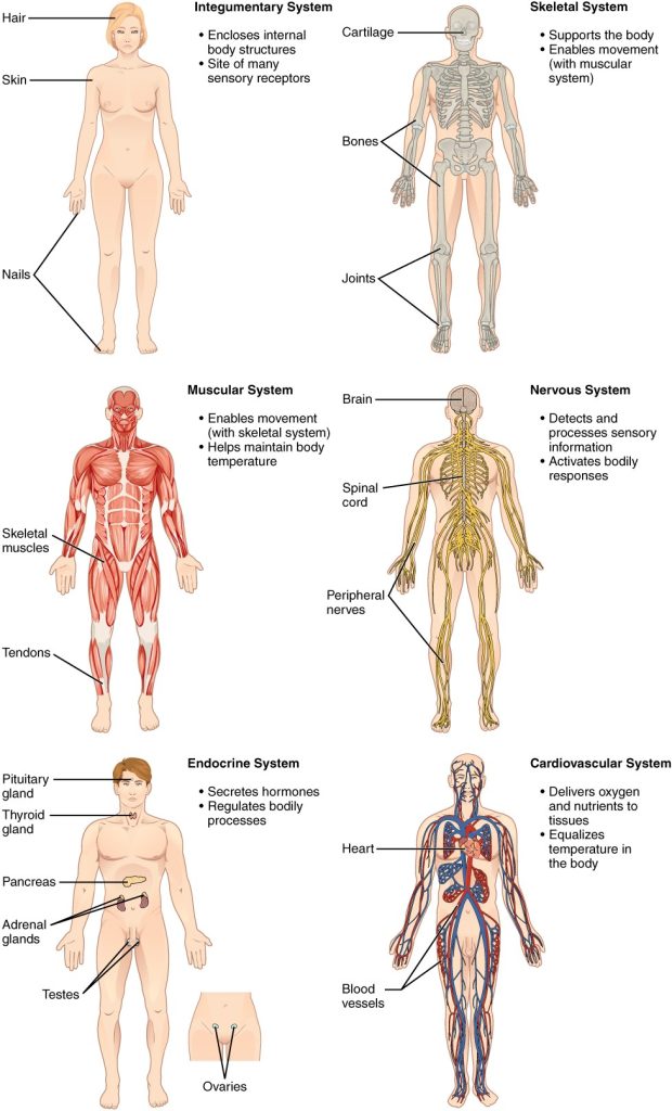 Organ systems in human body include the integumentary, skeletal, muscular, nervous, endocinre, and cardiovascular systems