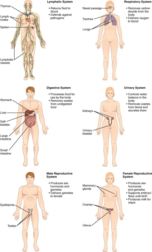 Organ systems of the human body include the lympahtic respiratory, digestive, urinary, and reproductive/sexual systems