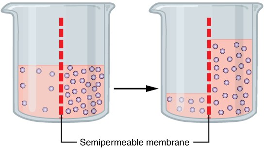 Diagram of Osmotic diffusion - water crosses a semipermeable memrane until the concentration of solute is even between both sides
