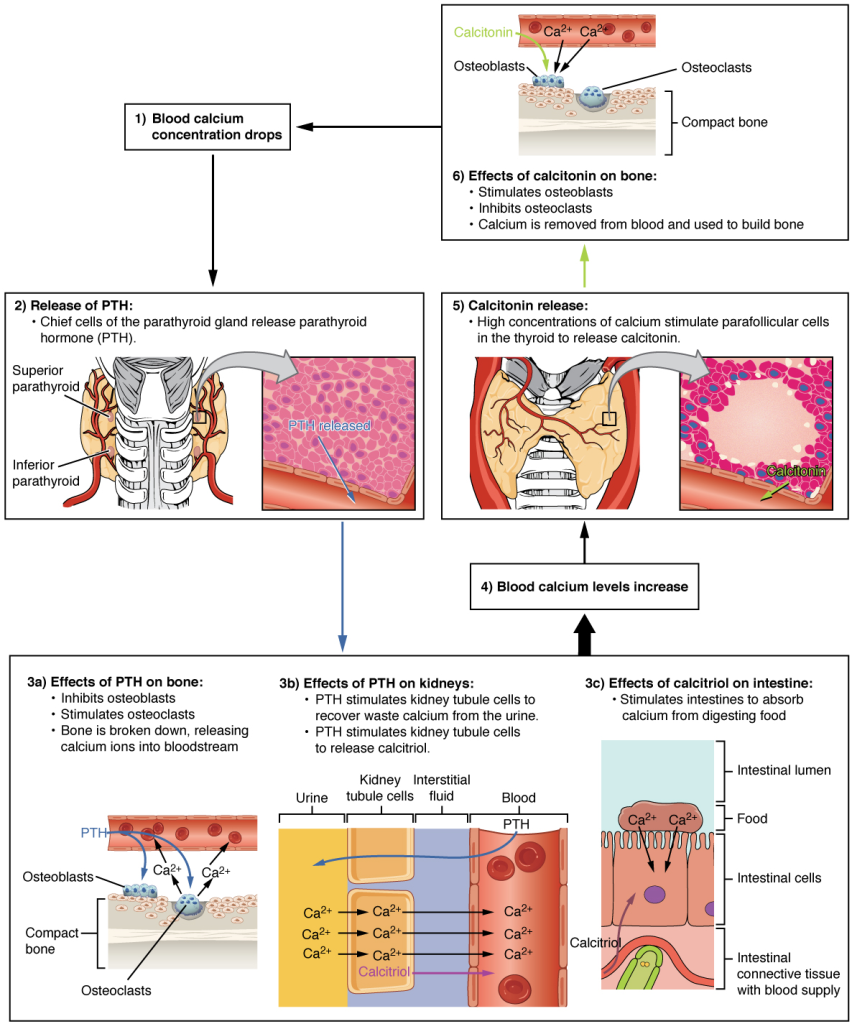 Diagram of Parathyroid hormone in maintaining blood calcium homeostasis