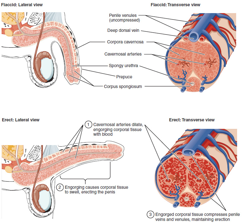 Cross-sectional anatomy of the penis